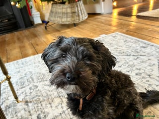 Yorkiepoo dogs Yorkiepoo dog needs loving new home - Advert 1