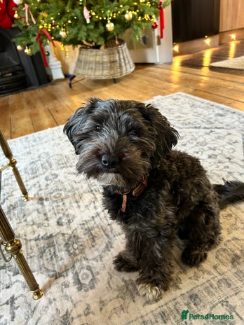 Yorkiepoo dogs Yorkiepoo dog needs loving new home - Advert 1
