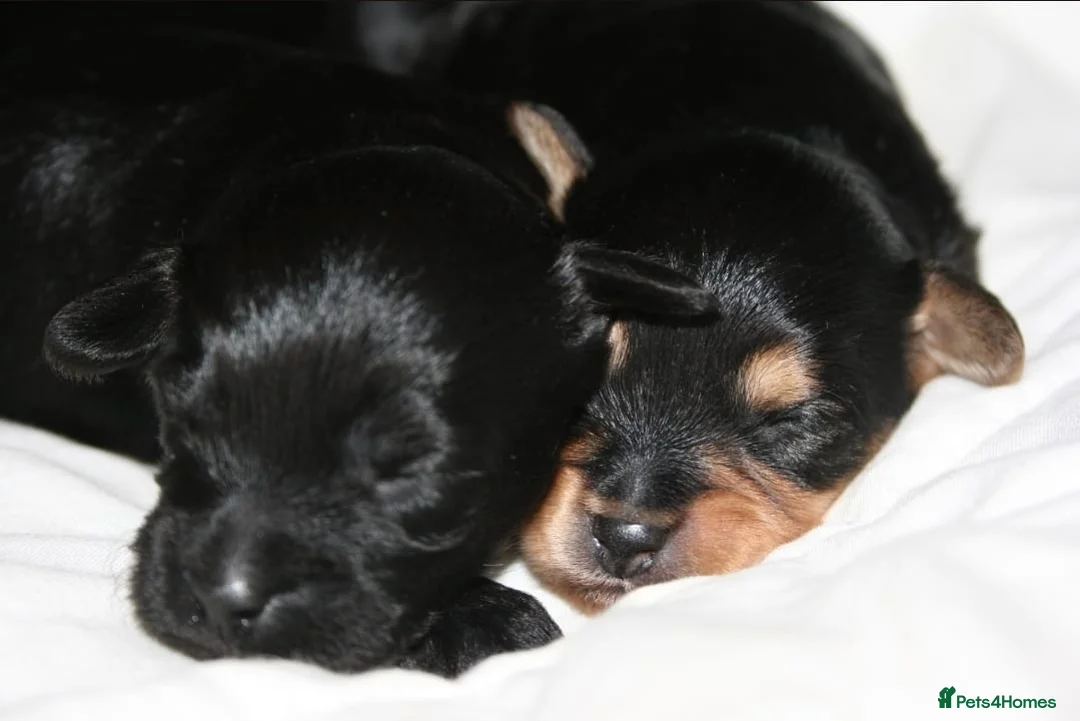 Yorkiepoo dogs for sale: Beautiful Porkies  in Steyning - Advert 12