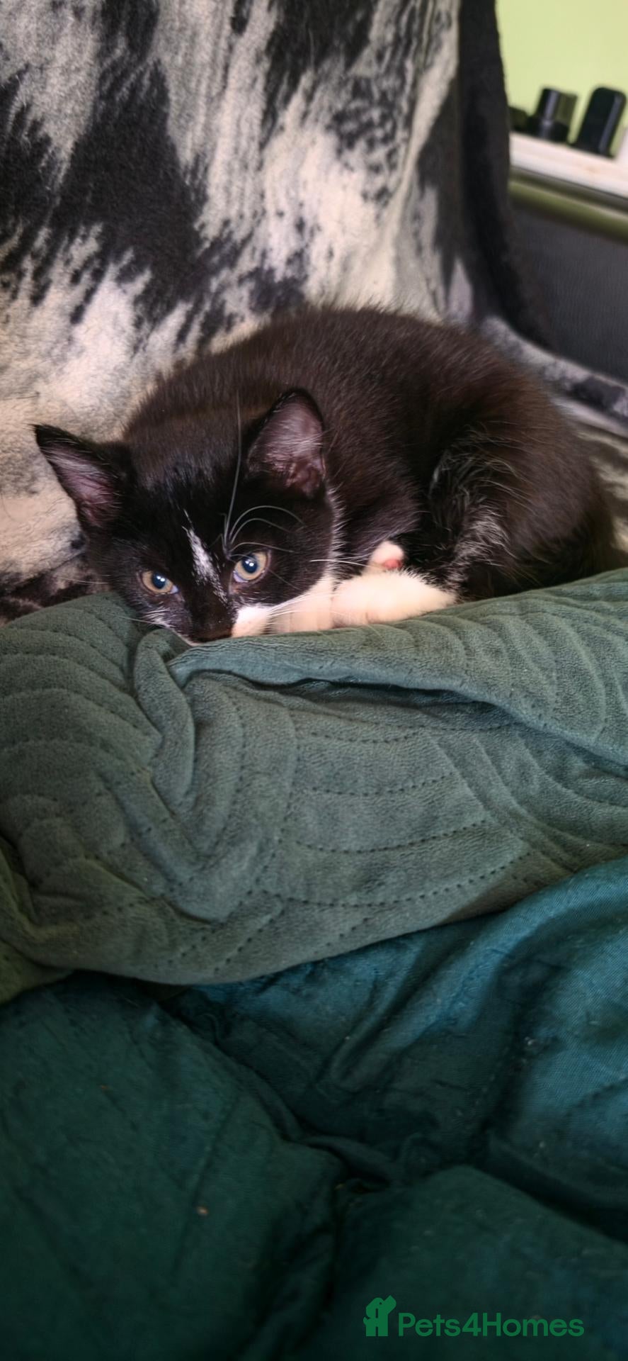 Mixed Breed cats Kitten - Advert 3