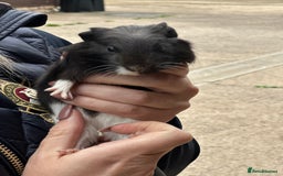 Guinea Pig rodents for sale: Beautiful Baby Guinea Pigs  - Image 5