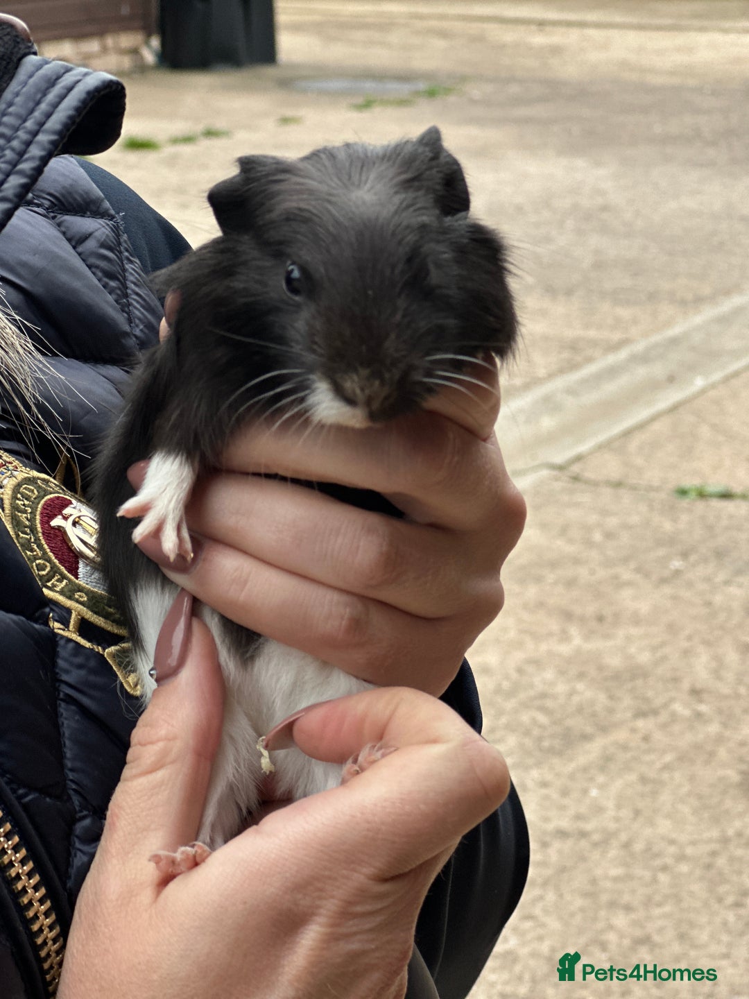 Guinea Pig rodents for sale: Beautiful Baby Guinea Pigs  - Image 5