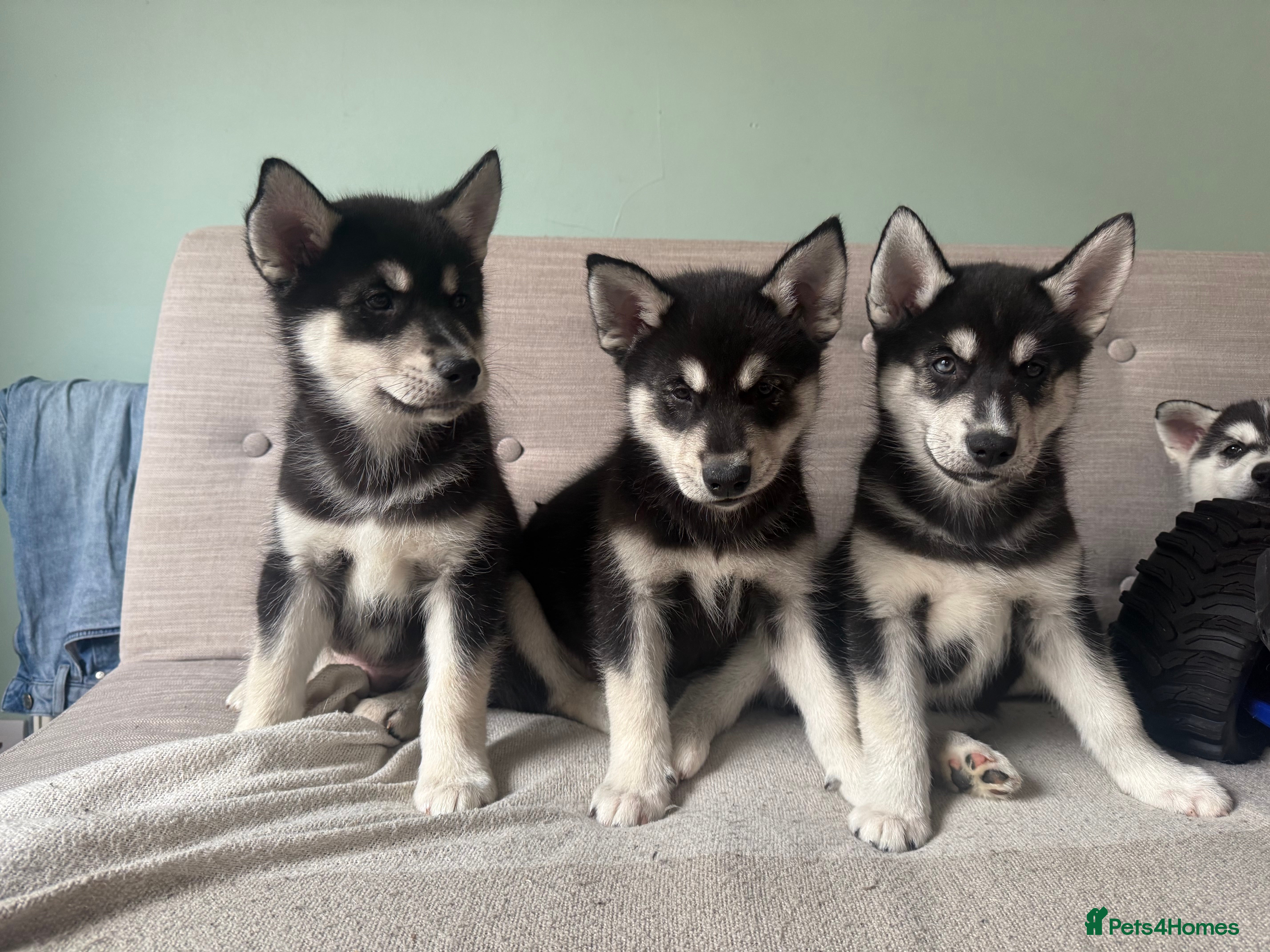 Siberian Husky dogs Siberian huskies, ready for their new home ♥️ - Advert 4