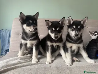 Siberian Husky dogs Siberian huskies, ready for their new home ♥️ - Advert 4