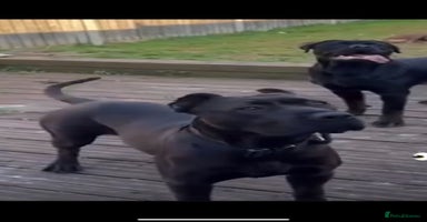 Mastiff dogs Betty - Advert 1