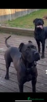 Mastiff dogs Betty - Advert 3
