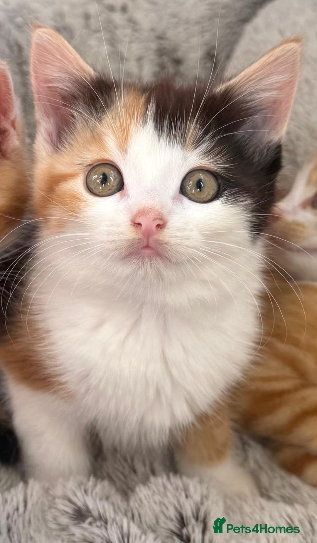 Mixed Breed cats for sale: STUNNING BOY AND GIRL KITTENS - Image 8