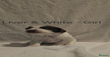 Sprocker dogs - Advert 7