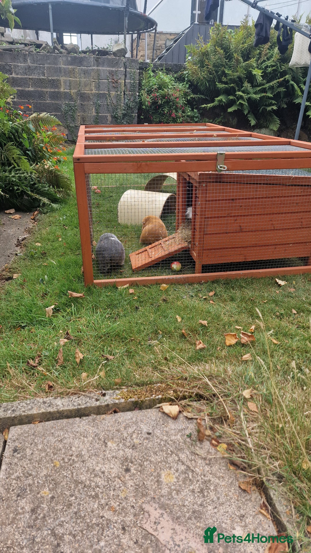 Guinea Pig rodents for sale: Guinea Pig set-up - Image 2