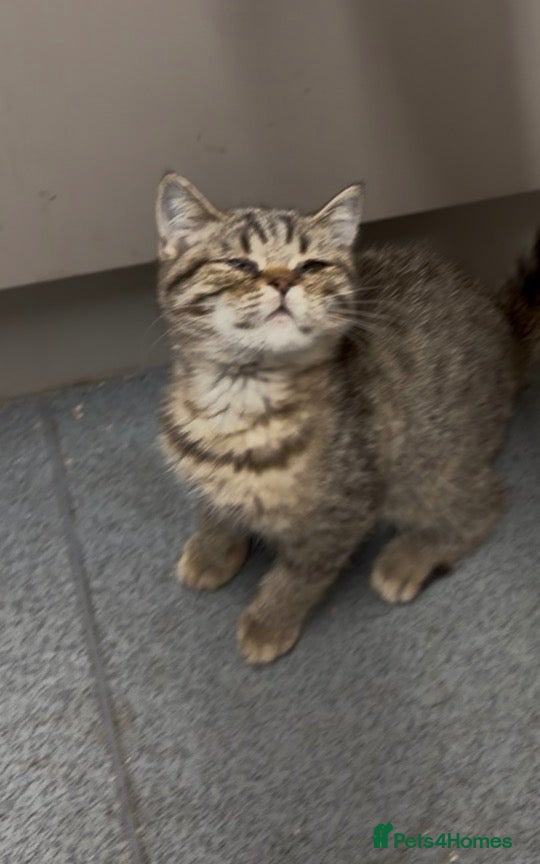 British Shorthair cats REDUCED PRICE ready now !! BSH mix   - Advert 17