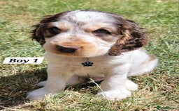 Cocker Spaniel dogs for sale: Blue Roan Tan-Sable Cocker Spaniel– KC bloodline - Image 28