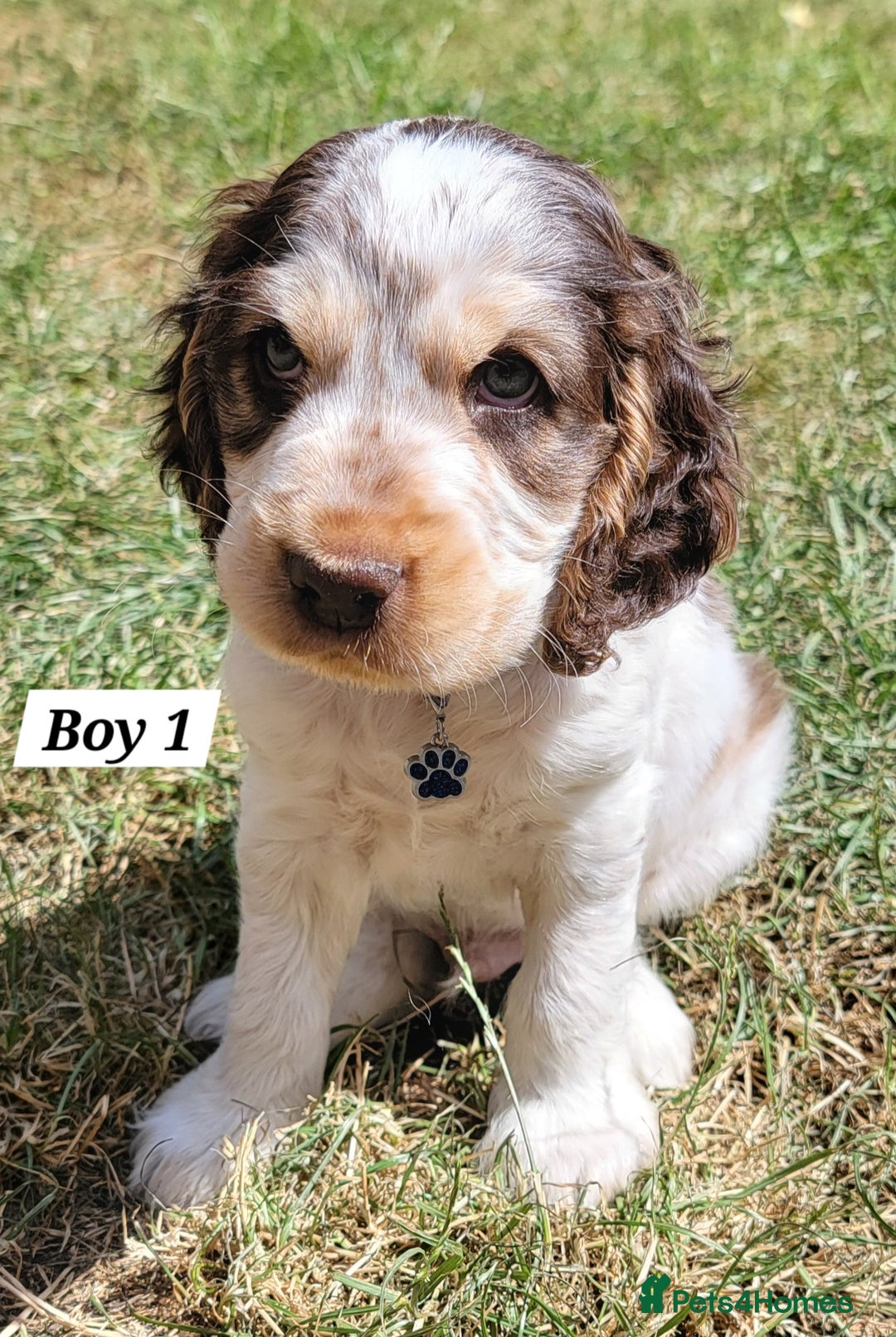 Cocker Spaniel dogs for sale: Blue Roan Tan-Sable Cocker Spaniel– KC bloodline - Image 28