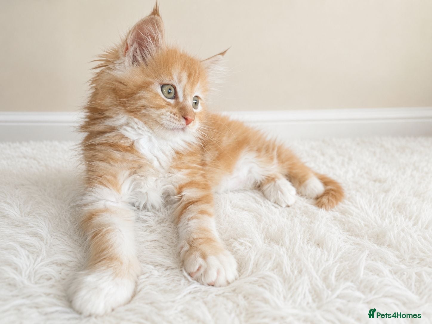 Maine Coon cats STUNNING MAINE COON KITTENS FOR SALE! - Advert 1