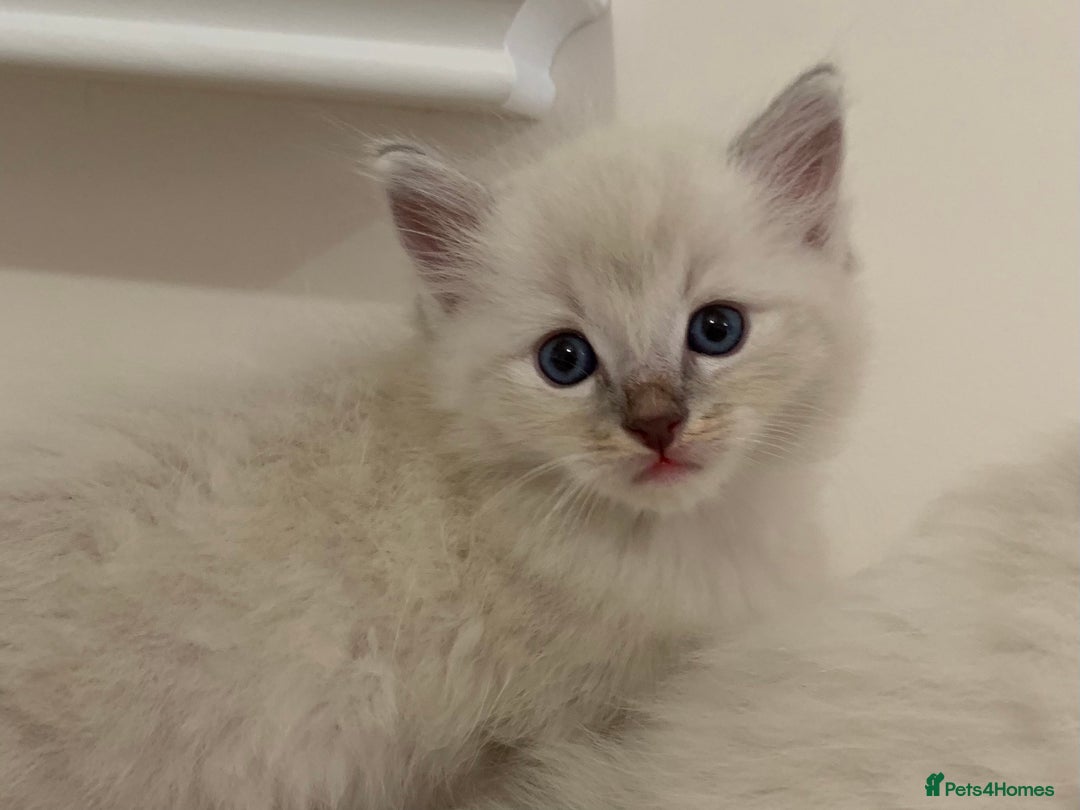 Ragdoll cats for sale: Ragdoll Kittens Male & Female - Image 11
