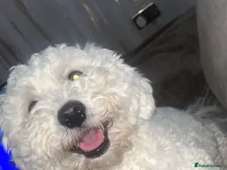 Mixed Breed dogs Maltese mix Bichon Frise - Advert 2