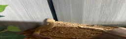 Leopard Gecko reptiles for sale: Female Leopard Gecko with FULL Setup in London - Advert 8