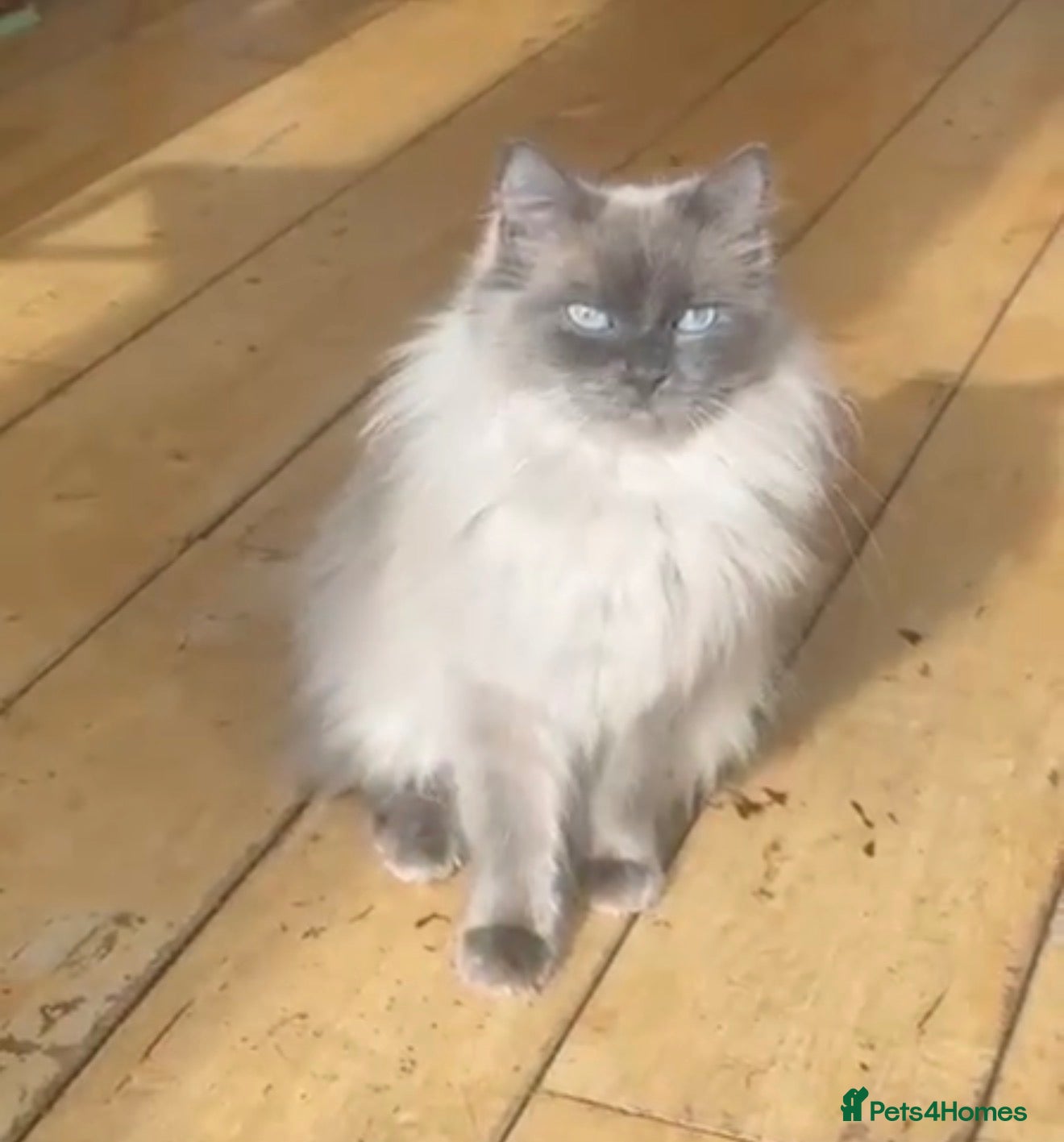 Ragdoll cats Ragdoll  - Advert 5