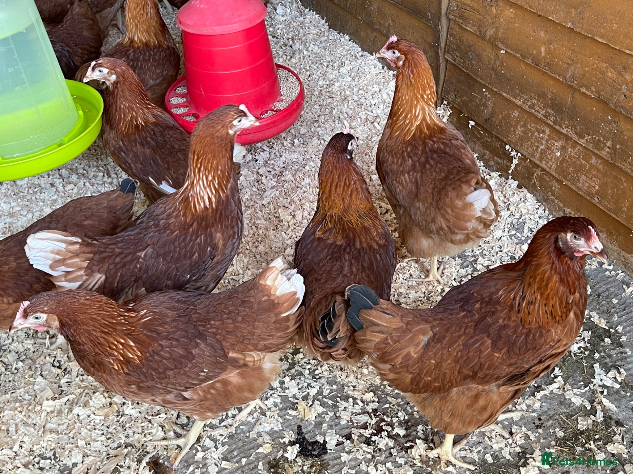 Chickens poultry Pol lohmann brown chickens  - Advert 2