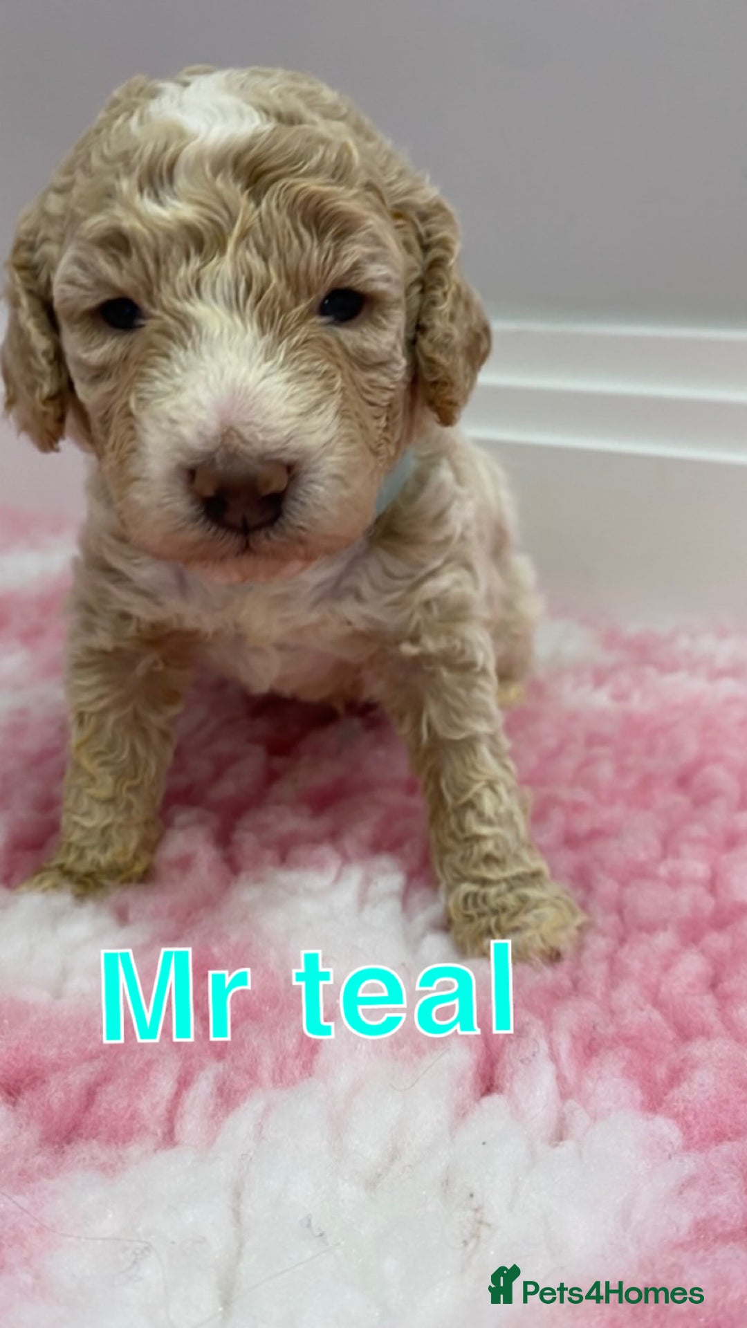 Labradoodle dogs for sale: Multi- Generation Toy/Mini parti Labradoodles   - Advert 25