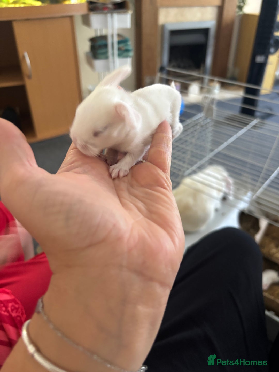 Dwarf Lop rabbits for sale: Baby bunnies - Image 7