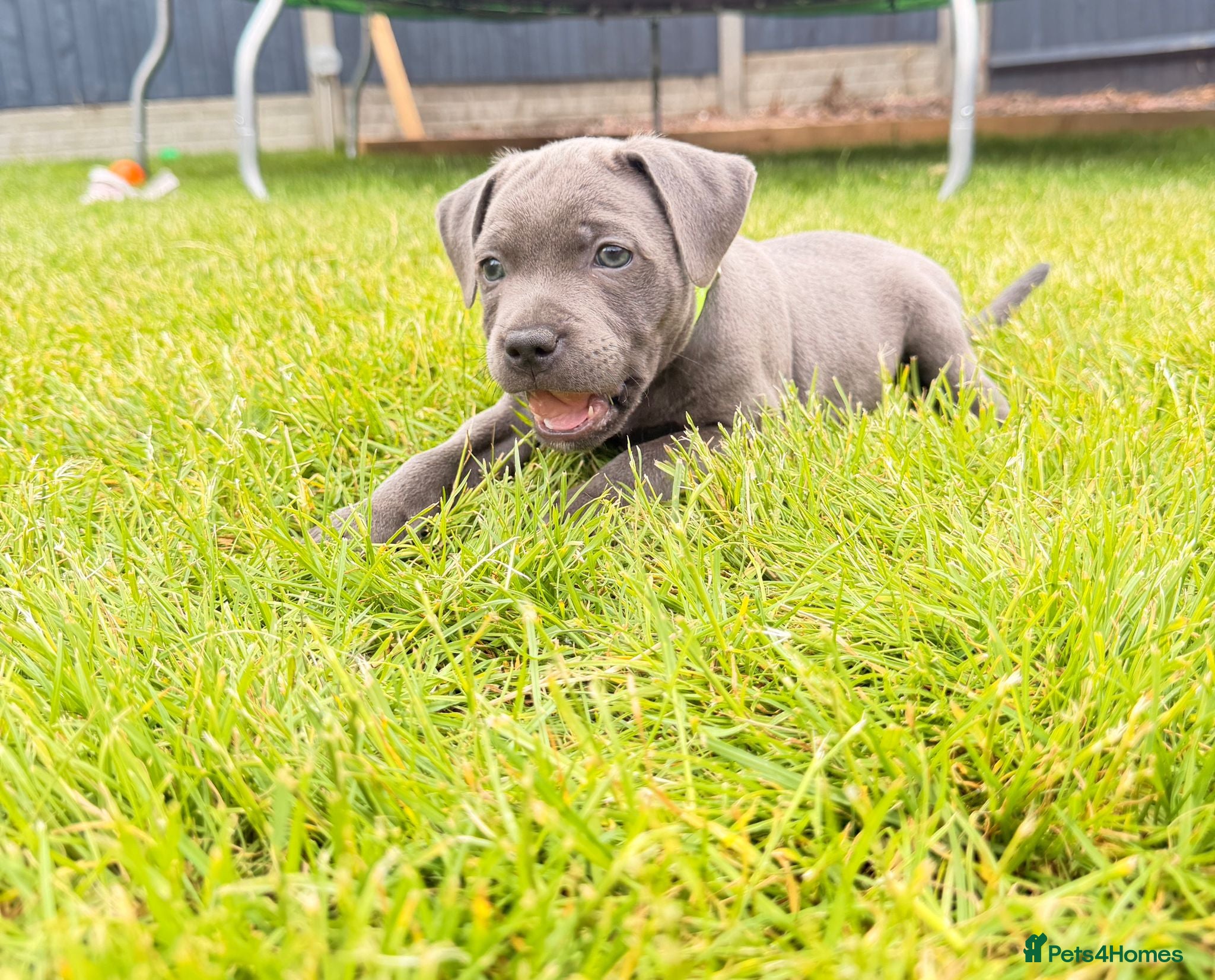 Staffordshire Bull Terrier dogs READY NOW Kc health clear  - Advert 10