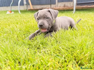 Staffordshire Bull Terrier dogs READY NOW Kc health clear - Advert 10