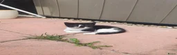 Mixed Breed cats for sale: Kiiten  - Advert 8