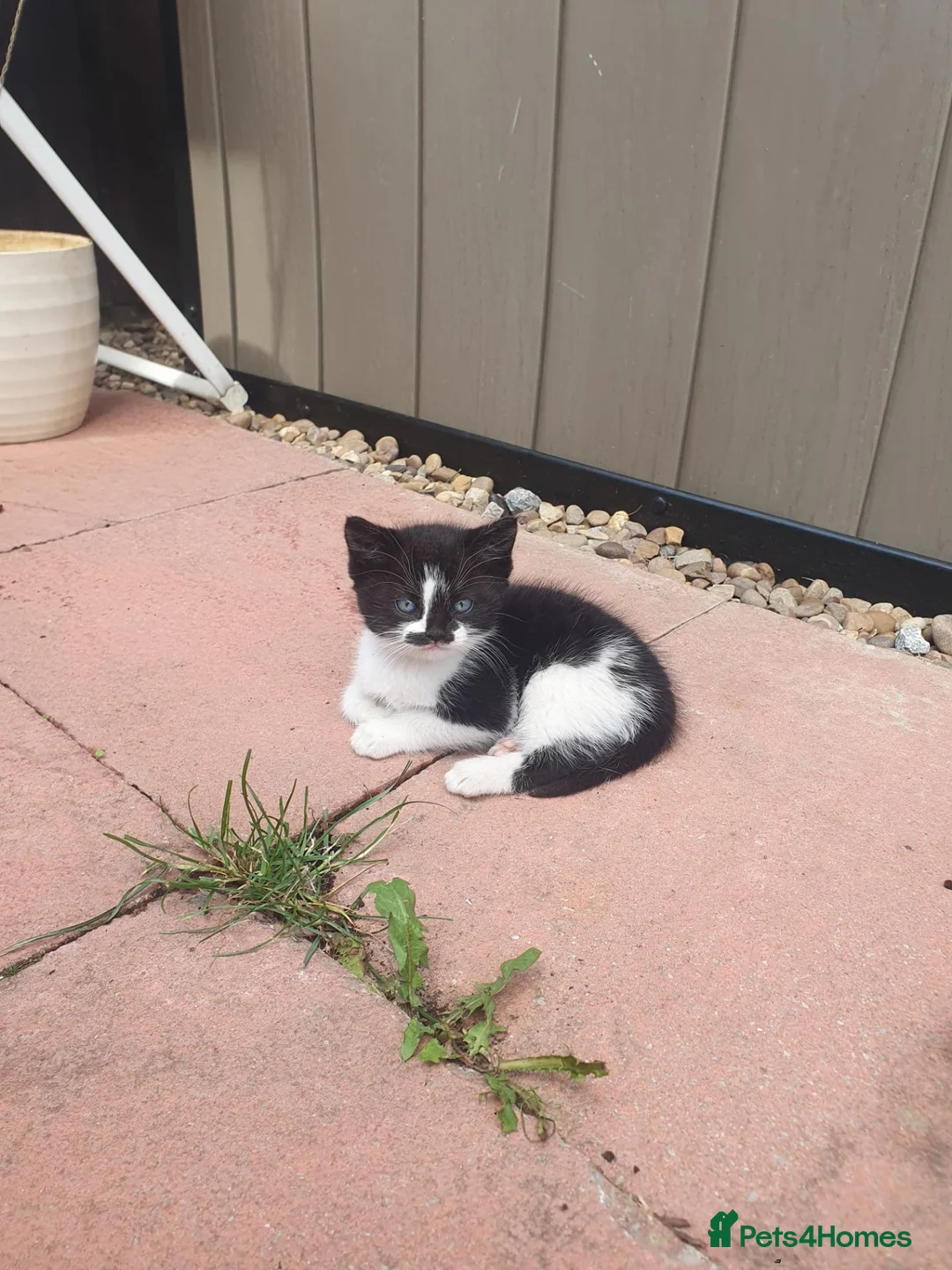 Mixed Breed cats for sale: Kiiten  - Advert 8