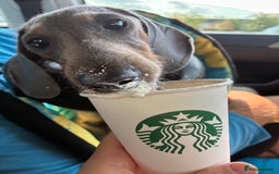 Miniature Dachshund dogs for sale: miniature dachshund pups - Image 6