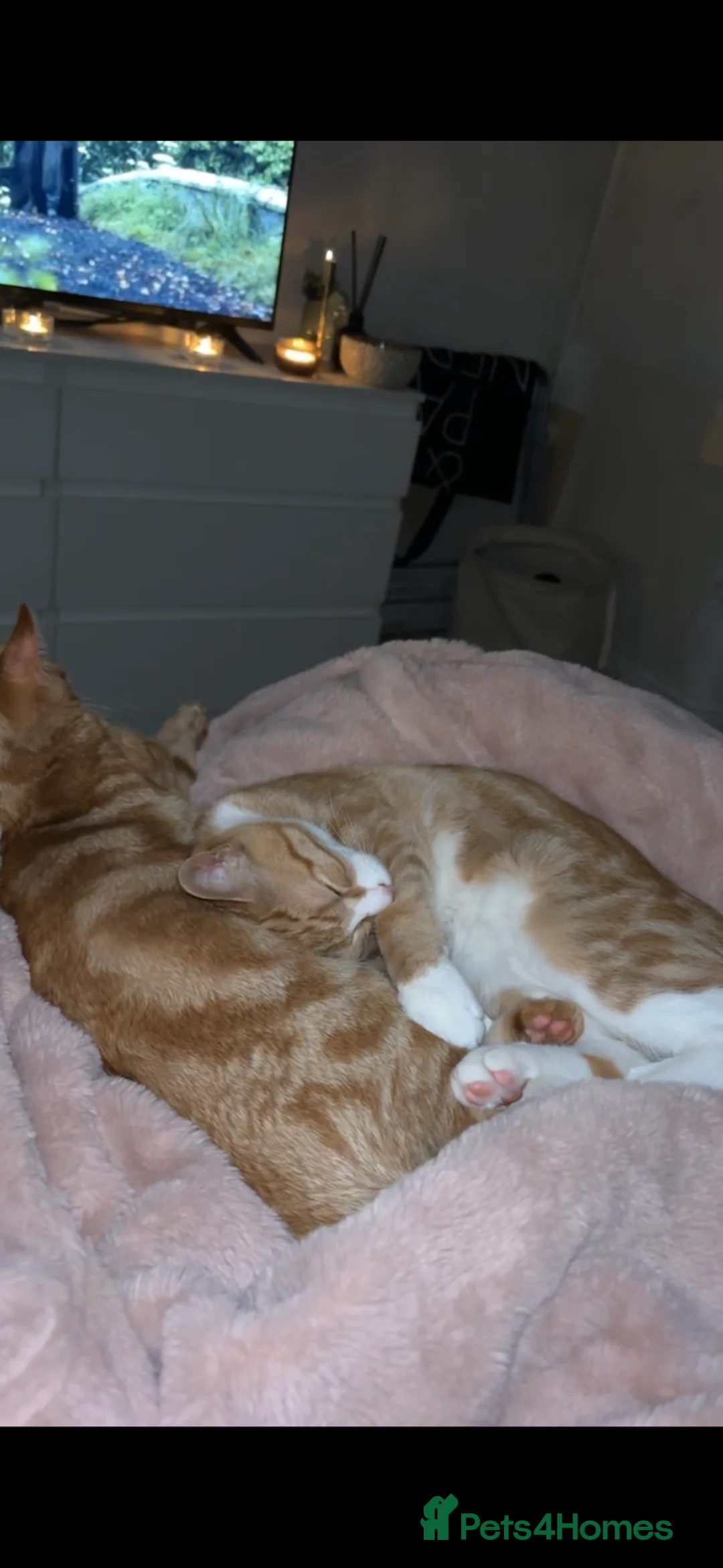 Mixed Breed cats for sale: Ginger Brothers!🧡🐈 - Advert 2