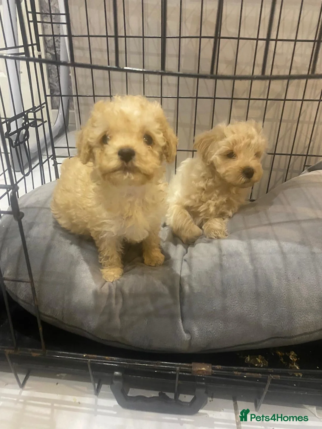 Maltipoo dogs for sale: Miniature maltipoo puppies - Advert 12