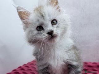 Maine Coon cats Maine Coon kittens Tica Reg. - Advert 3