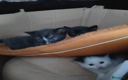 Mixed Breed cats for sale: Male and female  - Image 1