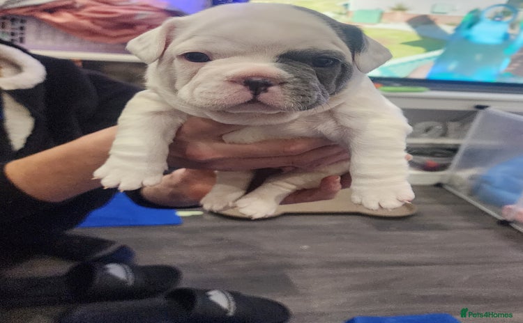 French Bulldog dogs french bulldog puppy white and blue  - Advert 11