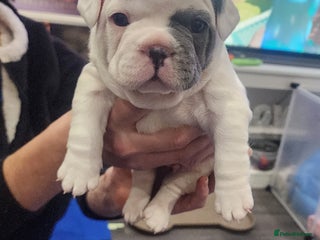 French Bulldog dogs french bulldog puppy white and blue - Advert 8