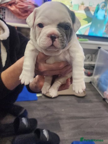 French Bulldog dogs french bulldog puppy white and blue - Advert 11