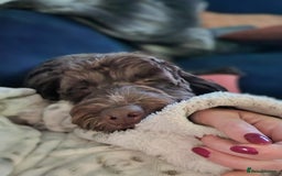 Cockapoo dogs for sale: MALE Cockapoo for sale - Image 11