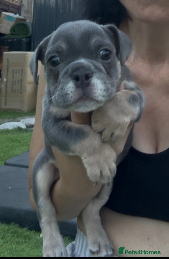English Bulldog dogs ⭐️last girl left ready to leave ⭐️ - Advert 2