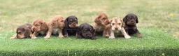 Cocker Spaniel dogs for sale: ⭐️stunning show type cocker spaniel puppies⭐️ - Advert 2