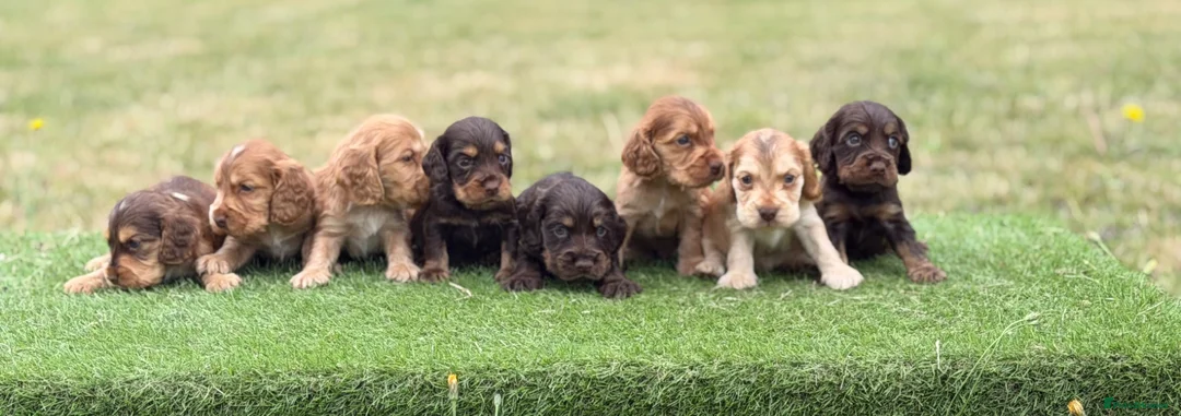 Cocker Spaniel dogs for sale: ⭐️stunning show type cocker spaniel puppies⭐️ - Advert 2