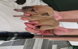 Mixed Breed dogs for sale: Staffie bullweiler puppies  - Image 17
