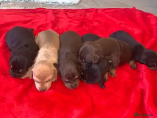 Dachshund dogs DACHSHUND PUPPIES READY 30TH AUGUST S - Advert 6