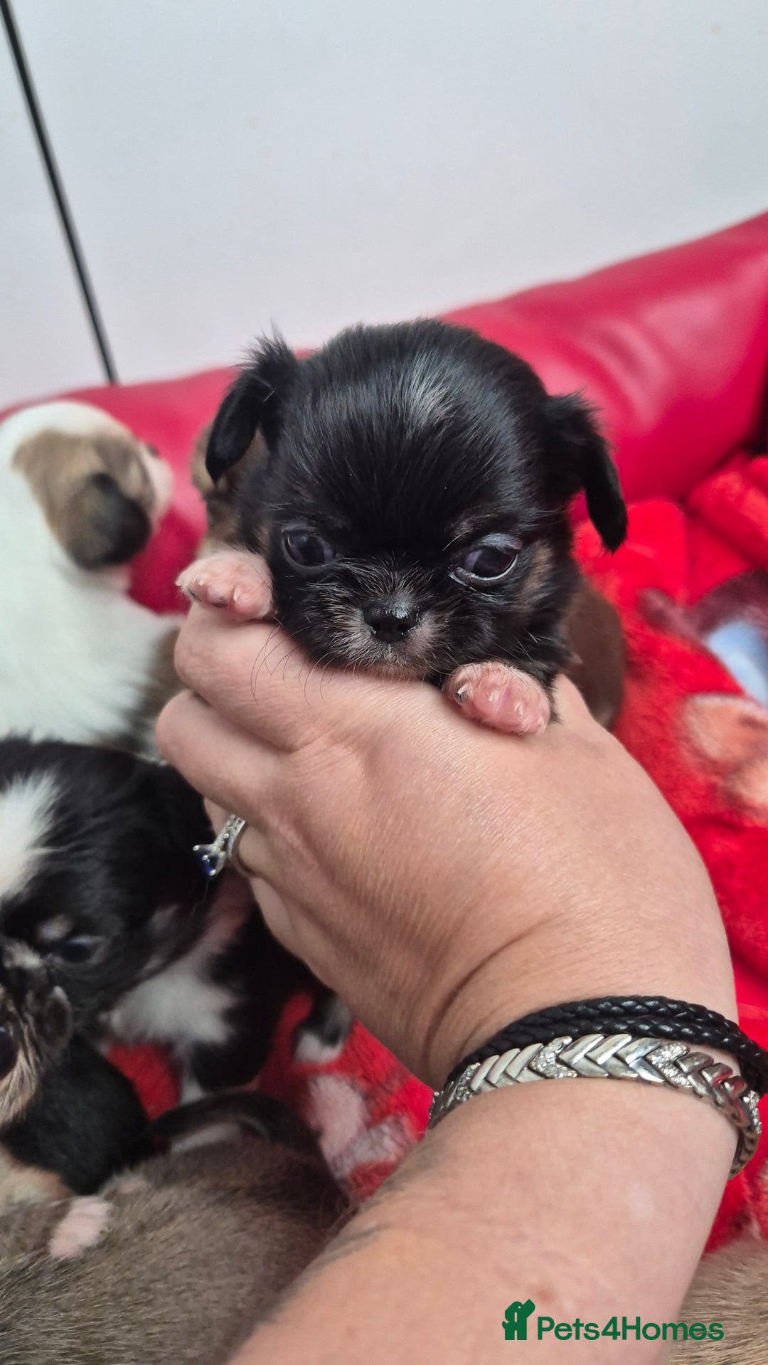 Chihuahua dogs for sale: KC registered Chihuahua puppies  - Advert 18