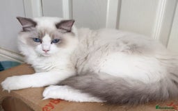 Ragdoll cats for sale: A Ragdoll boy - Image 3