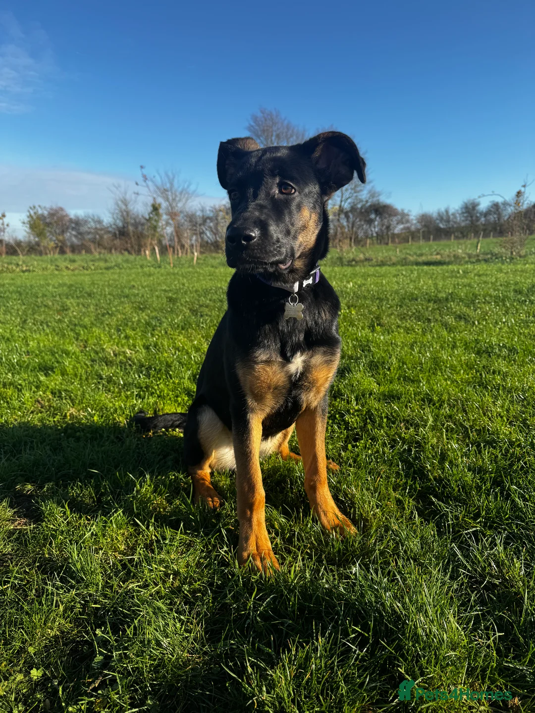 Mixed Breed dogs for sale: German shepherd mix  - Advert 6