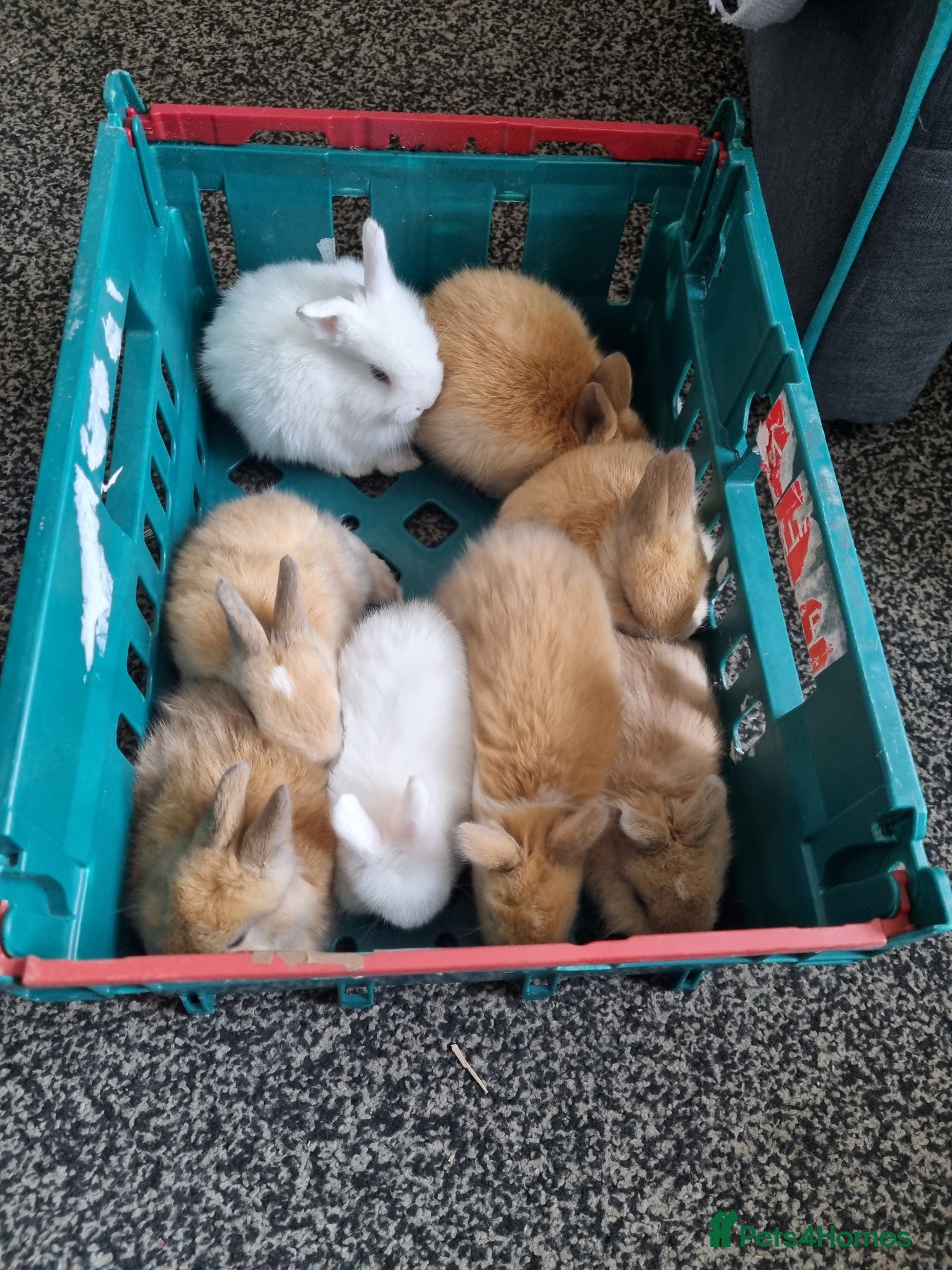 Dwarf Lop rabbits Dwarfs baby rabbits  - Advert 6