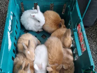 Dwarf Lop rabbits Dwarfs baby rabbits - Advert 4
