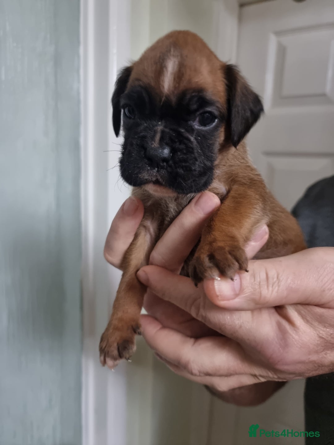 Boxer dogs for sale: Stunning Boxer Puppies  - Advert 3