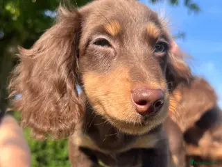 Miniature Dachshund dogs Reduced Price - Beautiful Longhair Boys Available - Advert 18