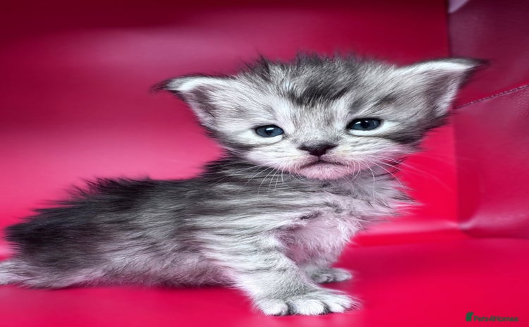 Maine Coon cats - Advert 10